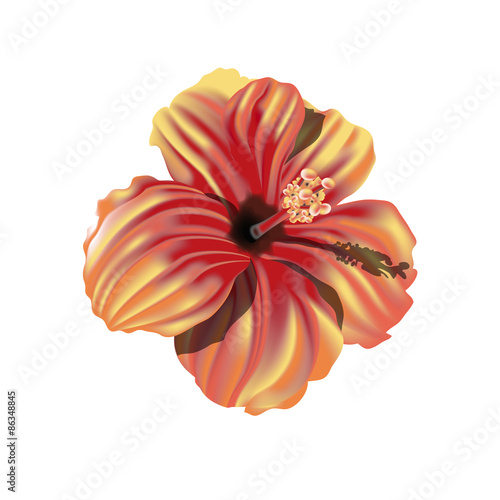 Hibiscus Arancione