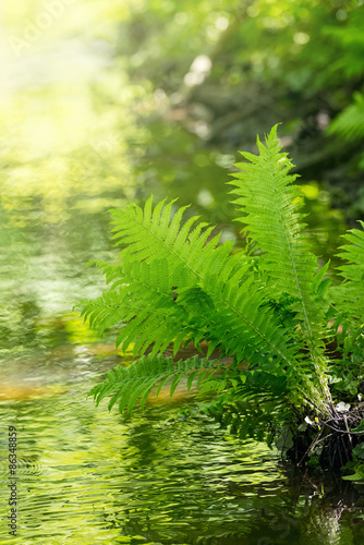 Fern plant in a bright sunl...