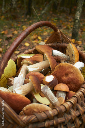 mushrooms in the basket