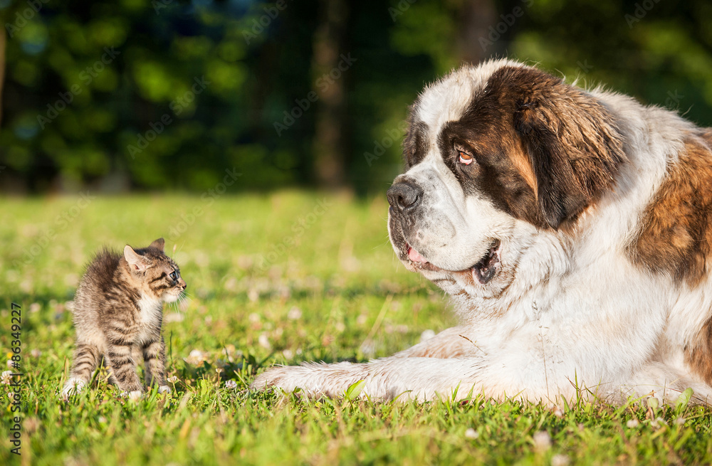 Little funny kitten is afraid of big saint bernard dog