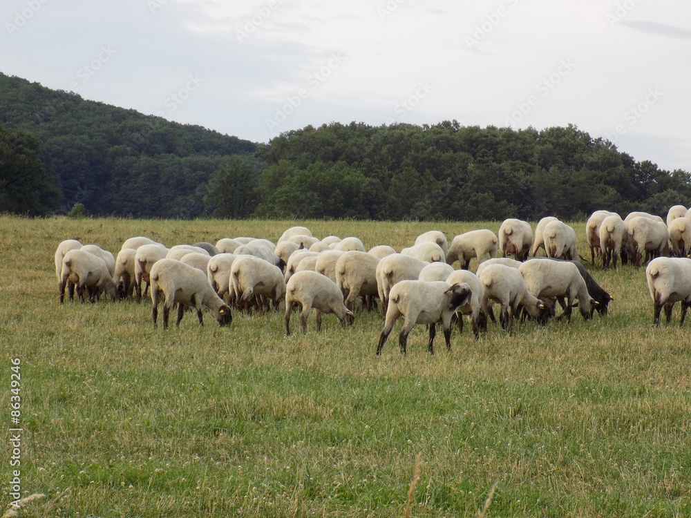 Sheeps on pasture