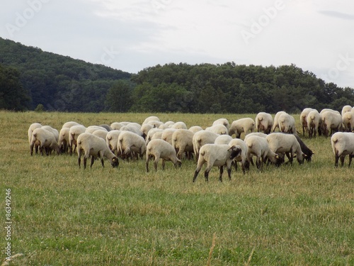 Sheeps on pasture