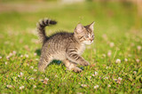 Little tabby kitten running on the grass