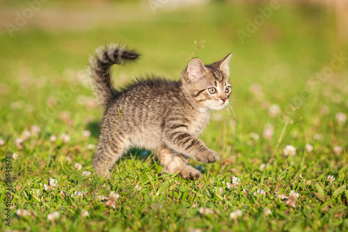 Little tabby kitten running on the grass