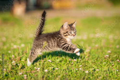 Little tabby kitten running on the lawn