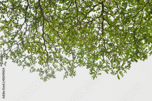 tree leaf © aon168