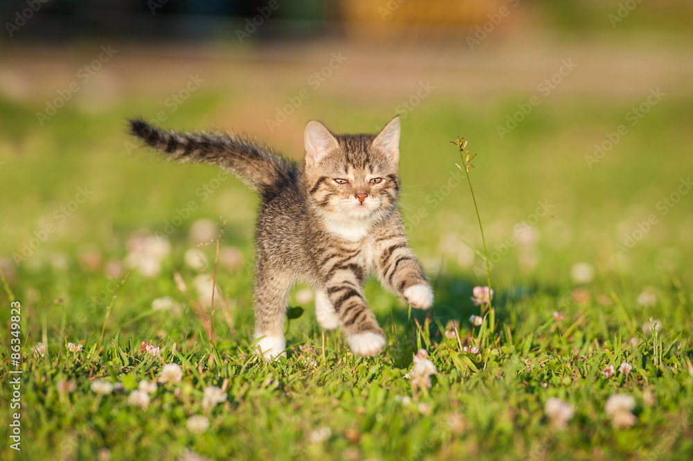 Little tabby kitten running in summer