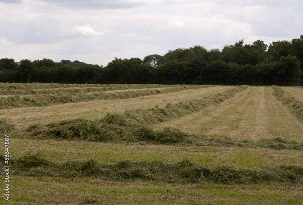 Obraz premium English Countryside, Holmer Green, Buckinghamshire