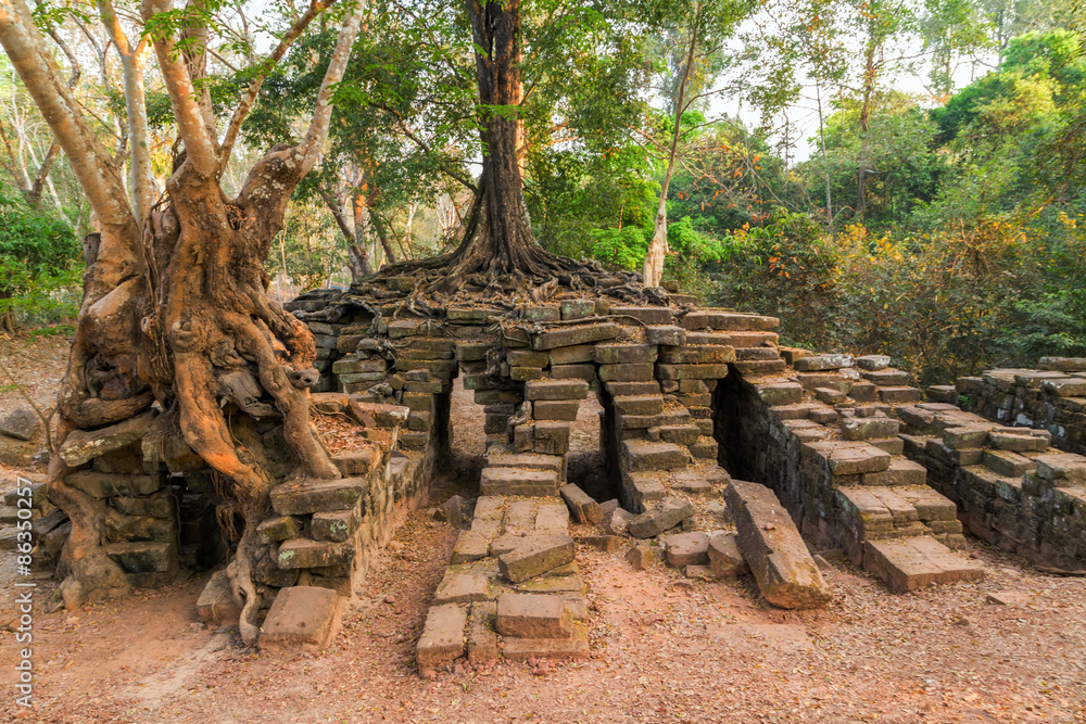 jungle Angkor Wat, Khmer temple complex, Asia. Siem Reap, Cambod jungle Angkor Wat, Khmer temple complex, Asia. Siem Reap, Cambod