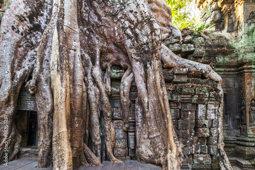 roots tree in ruin Ta Prohm, Cambodia.