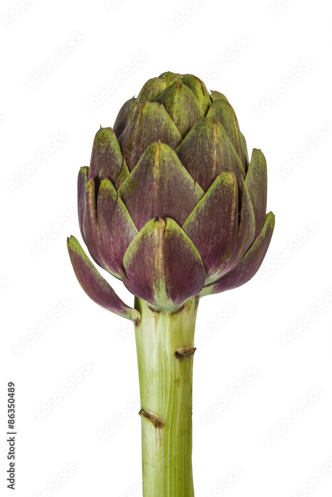 Fototapeta premium Artichoke with Stem