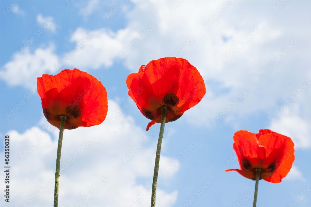 Obraz premium Red poppies