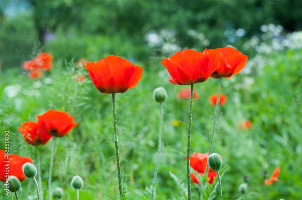 Poppies Poppies