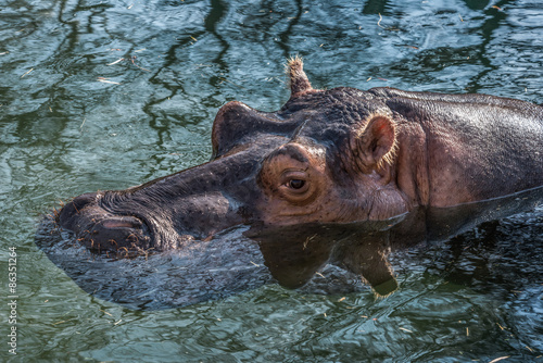 Hippopotamus in Water