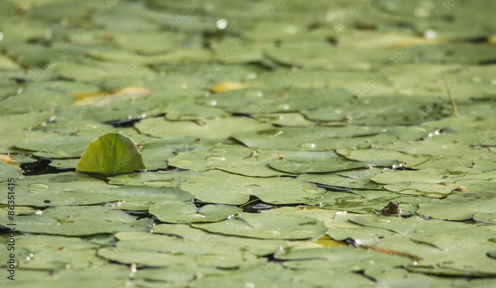 Blatt im Teich