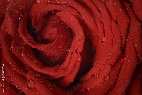 macro photo of red rose with water drops