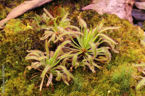 "Cape Sundew" plant in Innsbruck, Austria. Its scientific name is Drosera Capensis, native to South Africa.