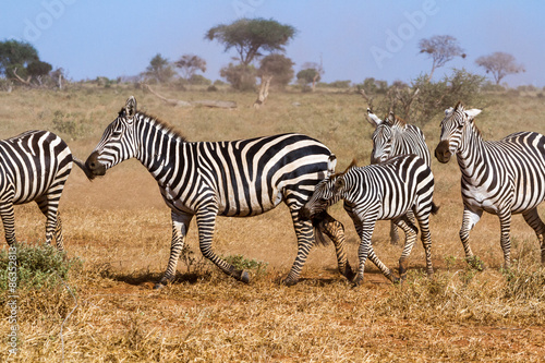 Zebras in Kenya s Tsavo Reserve