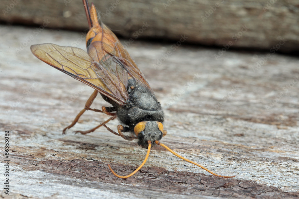 Riesenholzwespe StockFoto Adobe Stock