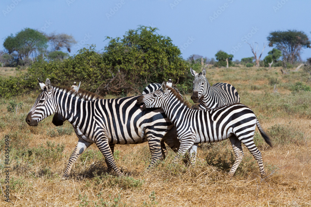 Fototapeta premium Zebras in Kenya's Tsavo Reserve
