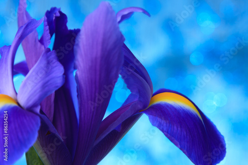 Fototapeta Naklejka Na Ścianę i Meble -  Beautiful blue iris flowers background