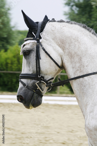 Side view portrait of a beautiful grey dressage horse during work