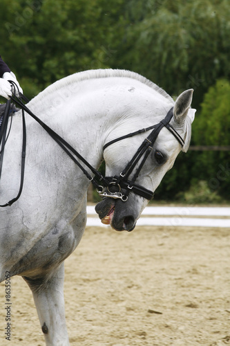 Hea dshot of a grey dressage sport horse in action. Side view portrait of a beautiful grey dressage horse during work
