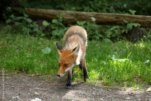 Fototapeta Naklejka Na Ścianę i Meble -  Der Rotfuchs