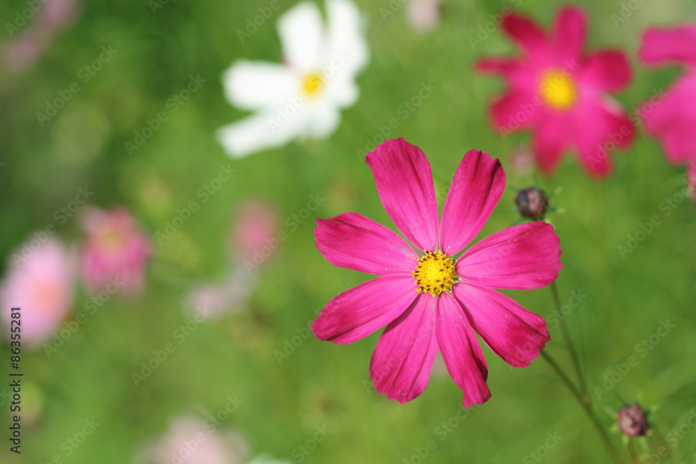 red flowers in the garden with green background red flowers in the garden with green background