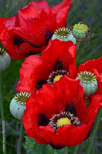 Fototapeta Naklejka Na Ścianę i Meble -  Beautiful red poppies