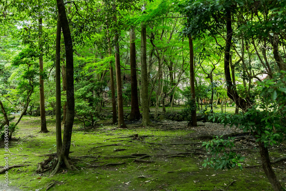 静寂の森