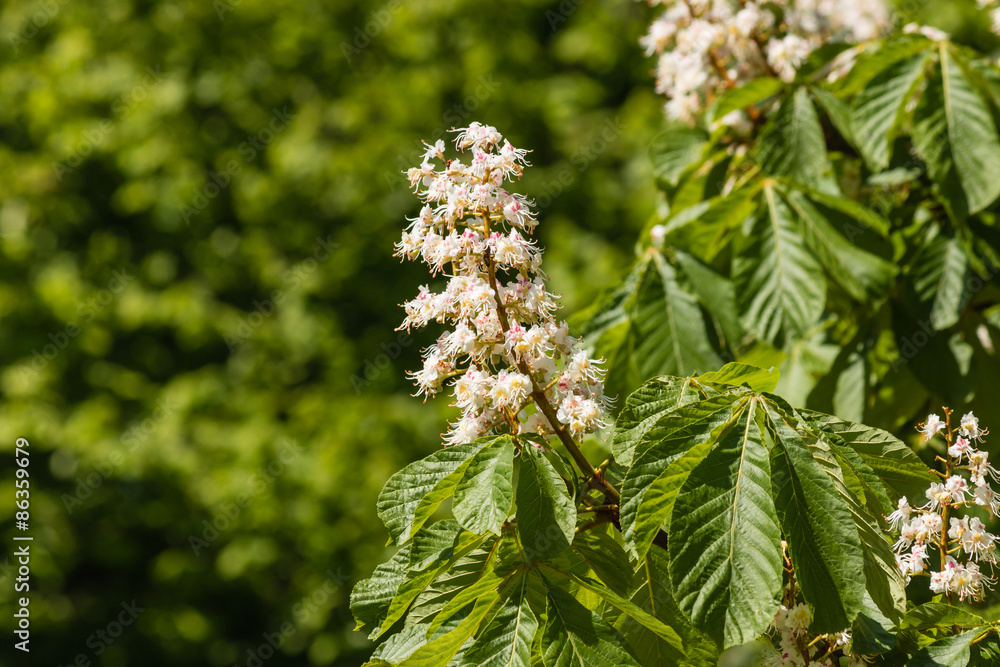 close up of horse chestnut flowers in bloom 