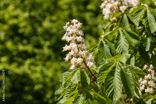 close up of horse chestnut flowers in bloom 