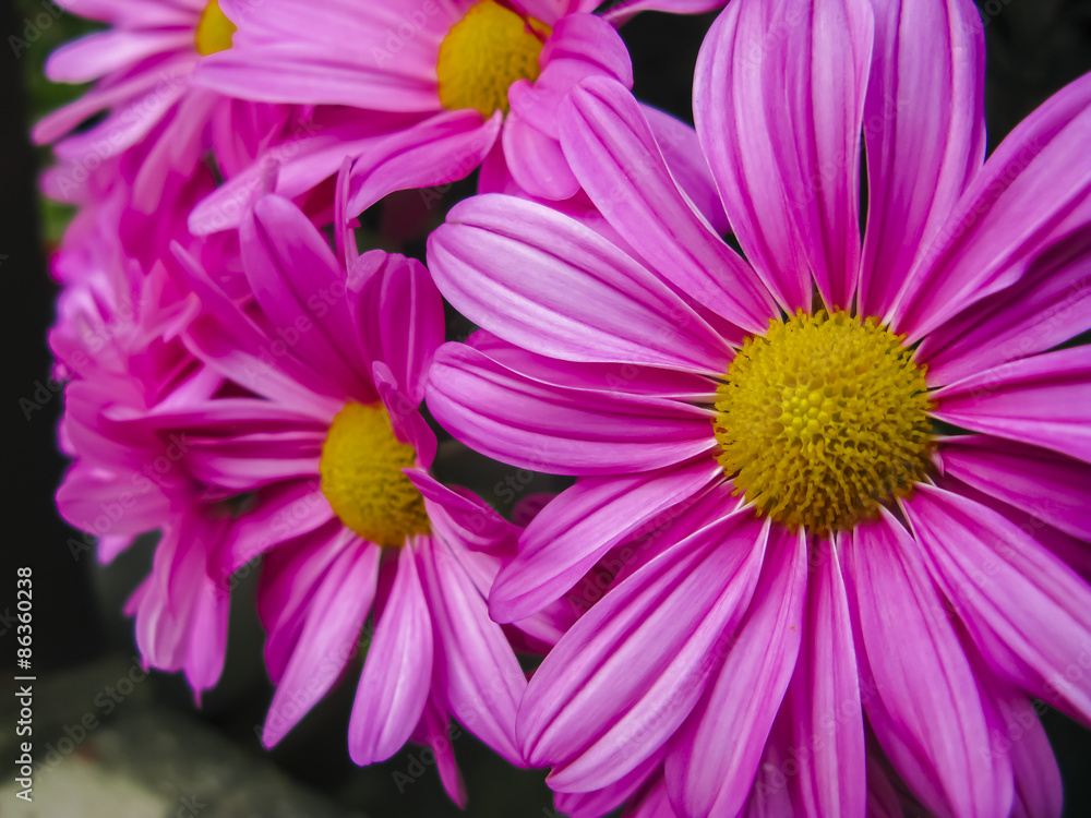 Obraz premium Red Flower