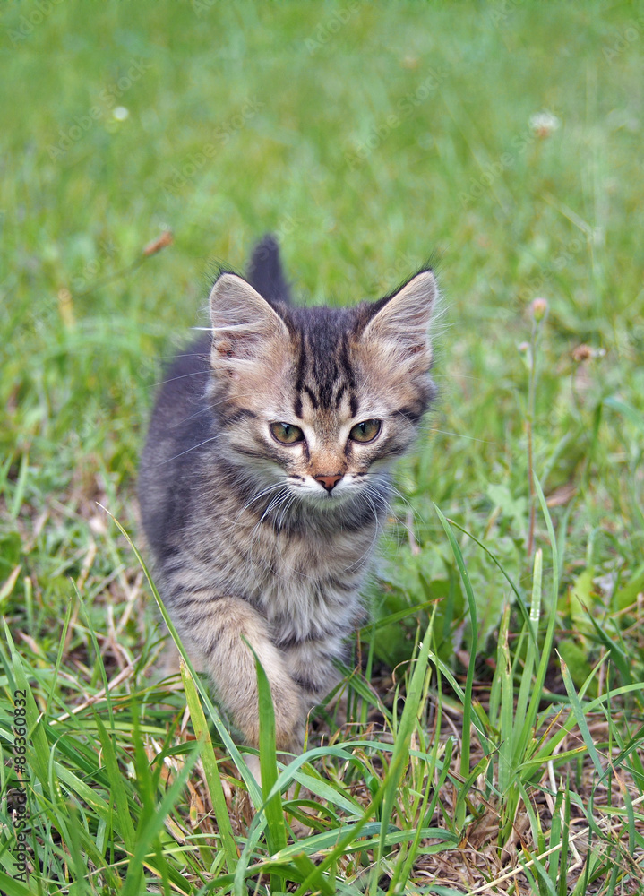 Little tabby kitten going on a green lawn