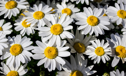 daisies