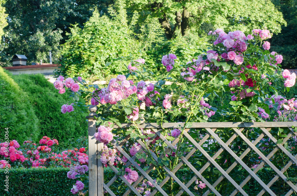 Fototapeta premium różowe róże na płocie