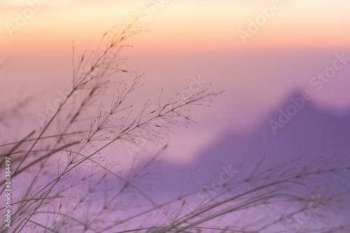 Blurry focus of the violet mountain with moving grass