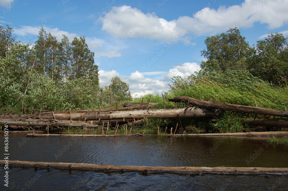 Blockage from dead trees across the river. Karelia, Russia.