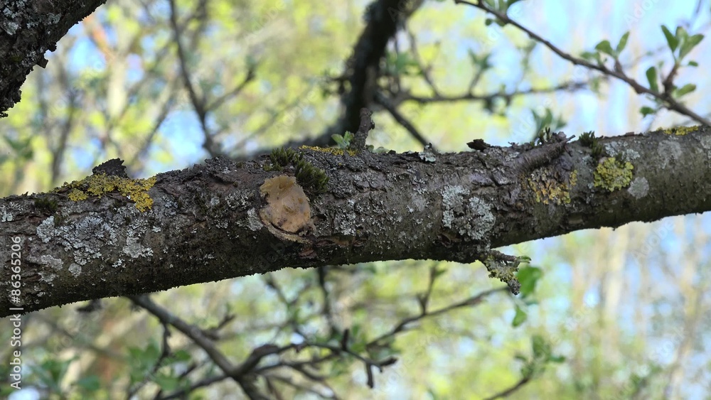 pruned fruit tree branch twig and unfolding leaves buds in spring garden park. Zoom out shot. 4K UHD video clip.
pruned fruit tree branch twig and unfolding leaves buds in spring garden park. Zoom out shot. 4K UHD video clip.