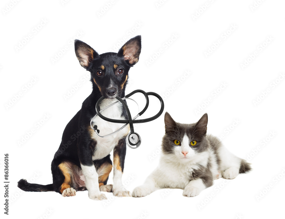 Puppy and kitten vet
