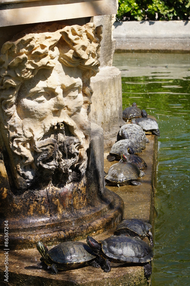 tortues dans un bassin des jardins du Palais Saint-Antoine