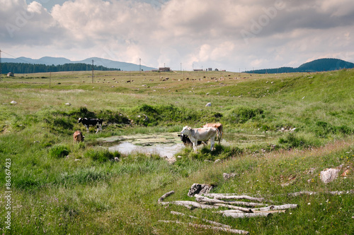 Mucche al pascolo - Piana di Marcesina, altopiano di Asiago photo