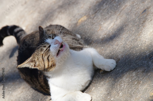 Chat dans les jardins du Palais Saint-Antoine photo