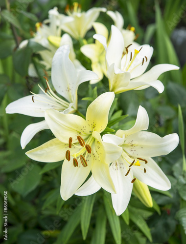 blooming lilies on a background of green leaves