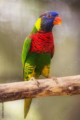 Beautiful Chattering Lory Lorius on a branch