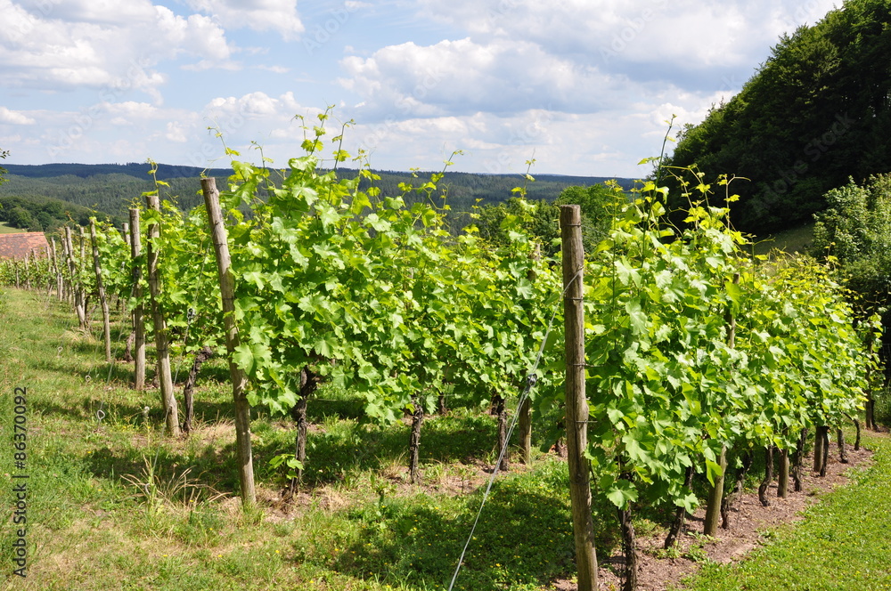 Weinanbau im Saaleland in Thüringen