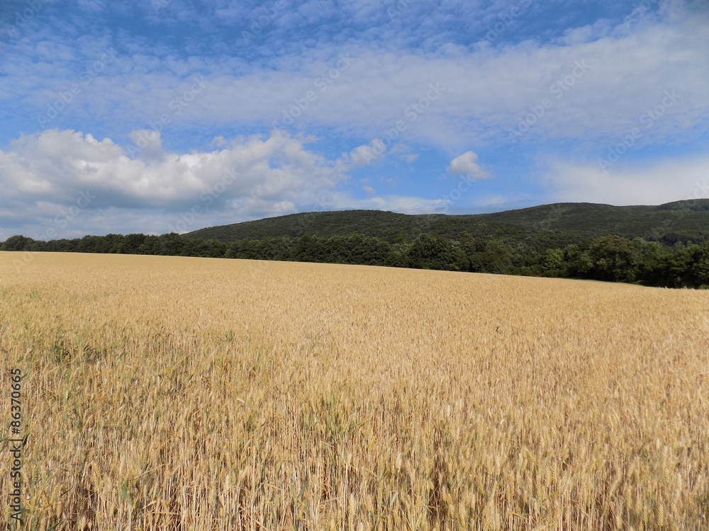Barley field, forest and sky