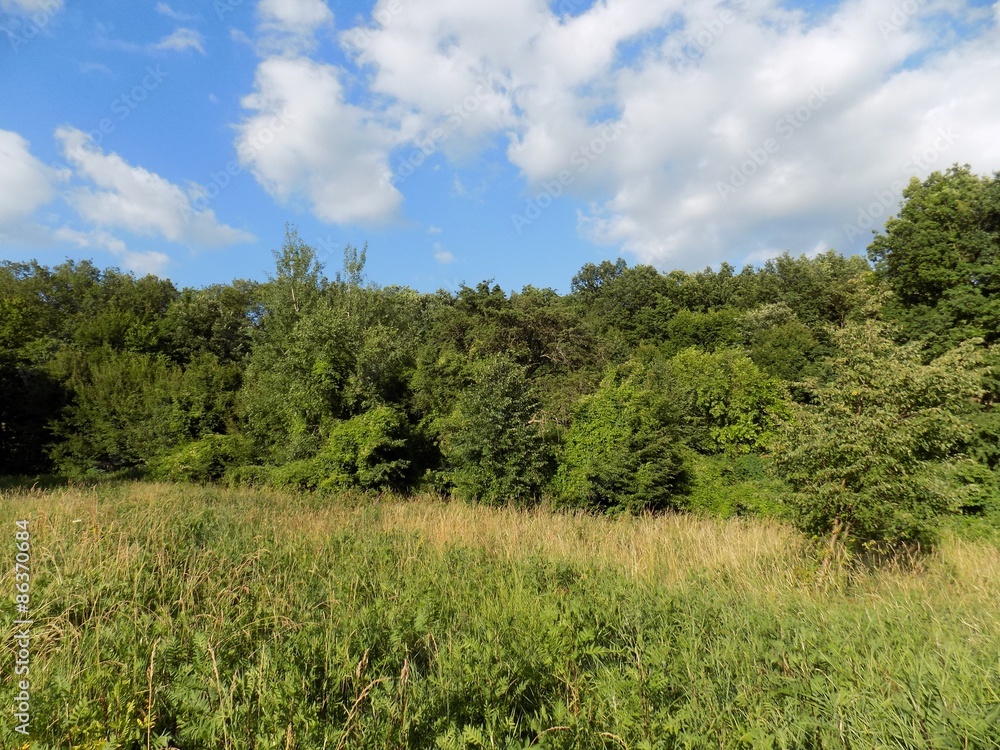 Meadow and forest