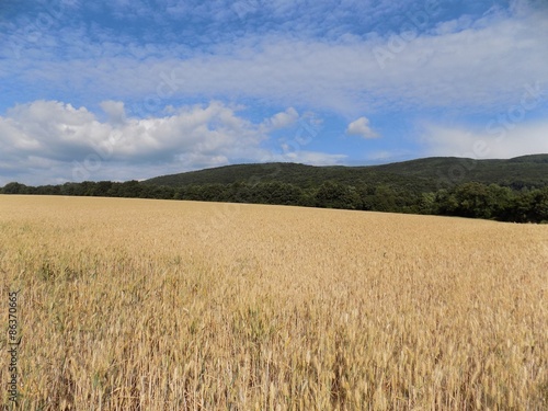 Barley field, forest and sky